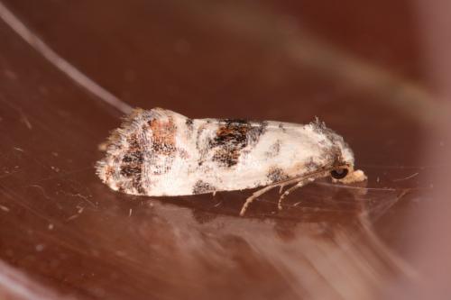 Réf. 289 642 : Cochylis hybridella
